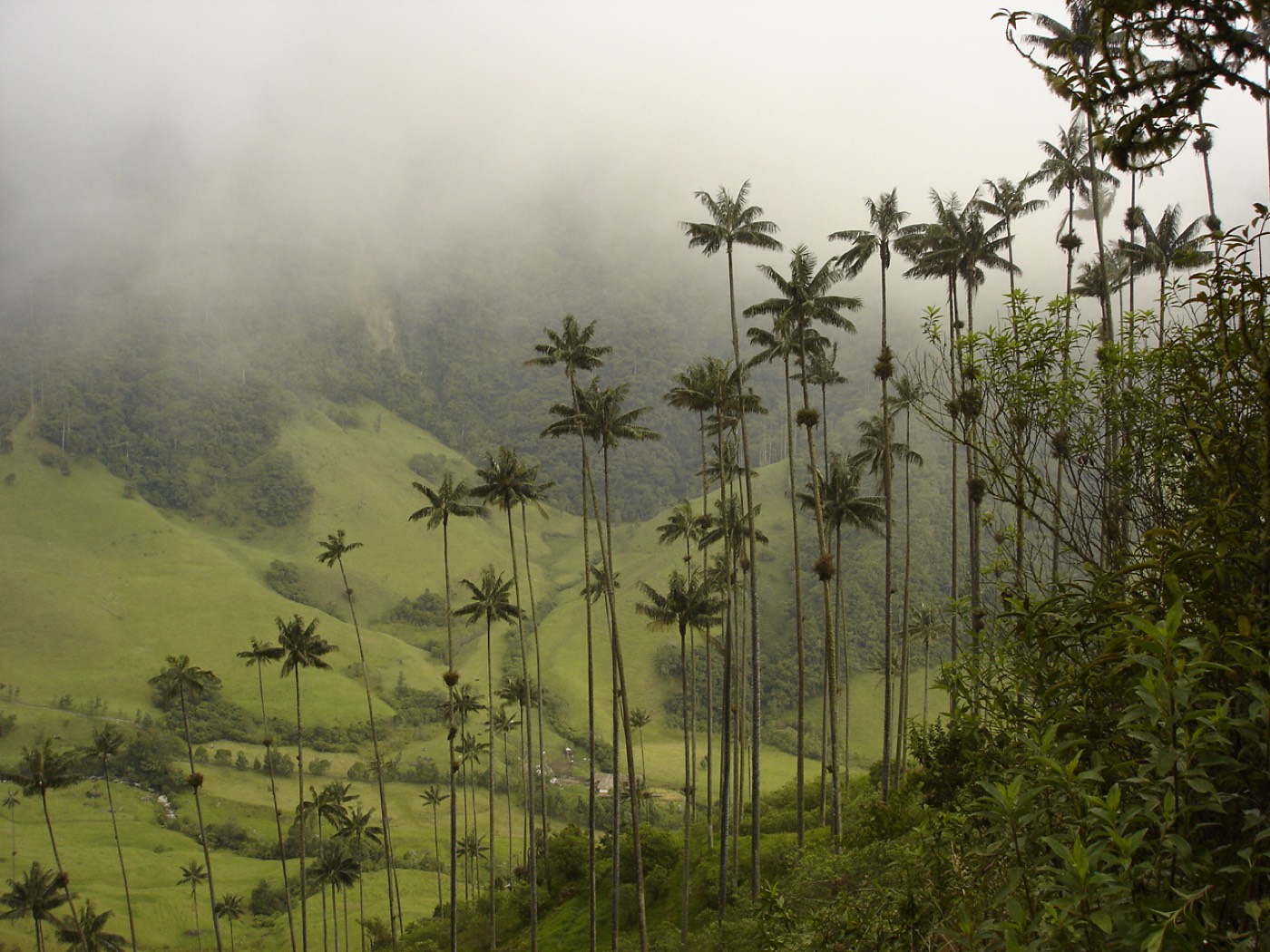 Refugio Cocora